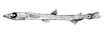 To FishBase images (<i>Scopelosaurus mauli</i>, Canada, by Canadian Museum of Nature, Ottawa, Canada)