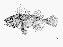To FishBase images (<i>Scorpaena normani</i>, by FAO)