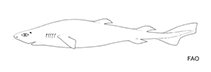 Image of Scymnodalatias oligodon (Sparsetooth dogfish)