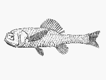To FishBase images (<i>Scopeloberyx opisthopterus</i>, by SFSA)