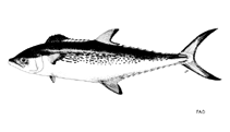 To FishBase images (<i>Scomberomorus plurilineatus</i>, by FAO)