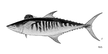 Image of Scomberomorus semifasciatus (Broad-barred king mackerel)