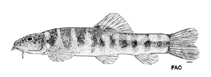 Image of Schistura spiloptera 