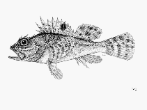 Image of Scorpaena stephanica (Spotted-fin rockfish)