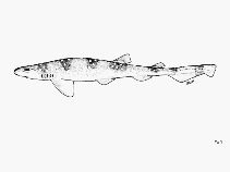 Image of Scyliorhinus torrei (Dwarf catshark)