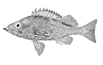 To FishBase images (<i>Sebastodes alutus</i>, Alaska, by Bull. U.S. Bur. Fish.)