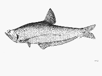 To FishBase images (<i>Setipinna breviceps</i>, by FAO)