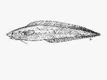 To FishBase images (<i>Selachophidium guentheri</i>, South Africa, by SFSA)