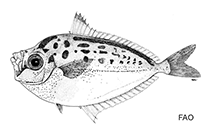 To FishBase images (<i>Secutor hanedai</i>, by FAO)