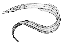To FishBase images (<i>Serrivomer lanceolatoides</i>, Canada, by Canadian Museum of Nature, Ottawa, Canada)