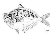 To FishBase images (<i>Secutor megalolepis</i>, by FAO)