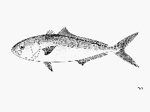 To FishBase images (<i>Seriola peruana</i>, by FAO)