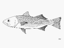 To FishBase images (<i>Seriphus politus</i>, by FAO)