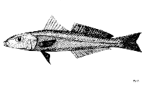 To FishBase images (<i>Sillago arabica</i>, by FAO)