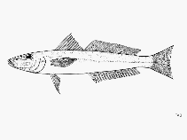 To FishBase images (<i>Sillago attenuata</i>, by FAO)