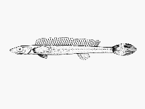 Image of Siphonognathus attenuatus (Slender weed whiting)