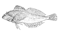 To FishBase images (<i>Sigmistes caulias</i>, Alaska, by Bull. U.S. Bur. Fish.)