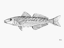 To FishBase images (<i>Sillago flindersi</i>, by FAO)