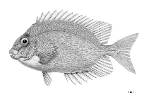 To FishBase images (<i>Siganus labyrinthodes</i>, by FAO)