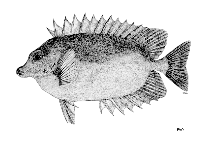 To FishBase images (<i>Siganus niger</i>, by FAO)