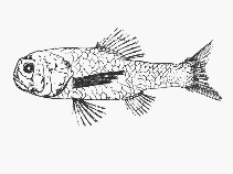 To FishBase images (<i>Sio nordenskjoeldii</i>, by SFSA)