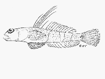 Image of Silhouettea sibayi (Barebreast goby)