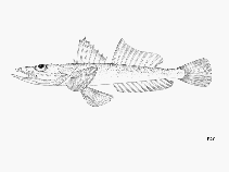 To FishBase images (<i>Grammoplites gruveli</i>, by FAO)