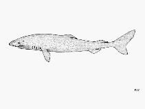 To FishBase images (<i>Somniosus microcephalus</i>, by FAO)
