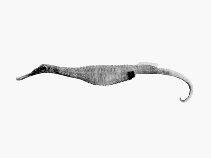 To FishBase images (<i>Solegnathus spinosissimus</i>, by CSIRO)