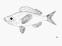 To FishBase images (<i>Spicara alta</i>, by FAO)