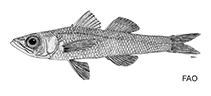 To FishBase images (<i>Sphyraenops bairdianus</i>, by FAO)