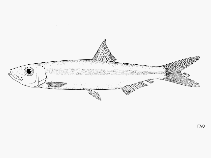 Image of Spratellomorpha bianalis (Two-finned round herring)