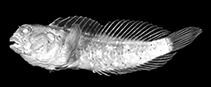 To FishBase images (<i>Spaniblennius clandestinus</i>, Senegal, by Wirtz, P.)