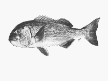 To FishBase images (<i>Sparodon durbanensis</i>, South Africa, by SFSA)
