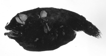 To FishBase images (<i>Spiniphryne gladisfenae</i>, by Ho, H.-C.)