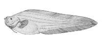 Image of Spectrunculus grandis (Pudgy cuskeel)