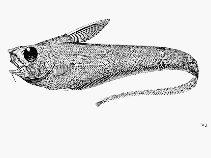 To FishBase images (<i>Sphagemacrurus grenadae</i>, by FAO)
