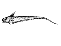 Image of Sphagemacrurus hirundo (Swallow grenadier)