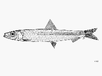 To FishBase images (<i>Spratelloides lewisi</i>, by FAO)