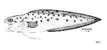 To FishBase images (<i>Spottobrotula mahodadi</i>, by FAO)