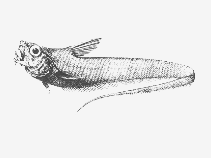 To FishBase images (<i>Sphagemacrurus pumiliceps</i>, by SFSA)