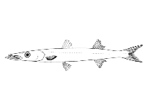 To FishBase images (<i>Sphyraena tome</i>, Brazil, by Menezes, N.A./Figueiredo, J.L.)