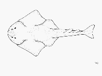 To FishBase images (<i>Squatina japonica</i>, by FAO)