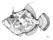 To FishBase images (<i>Stephanolepis auratus</i>, by FAO)