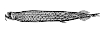 To FishBase images (<i>Stomias brevibarbatus</i>, Canada, by Canadian Museum of Nature, Ottawa, Canada)