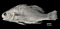 To FishBase images (<i>Stellifer cervigoni</i>, Venezuela, by Chao et al., 2021)
