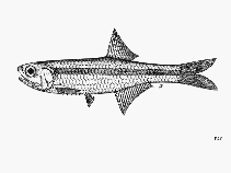 Image of Stolephorus chinensis (China anchovy)