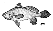 To FishBase images (<i>Stellifer collettei</i>, French Guiana, by Chao et al., 2021)