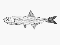 To FishBase images (<i>Stolephorus holodon</i>, by SFSA)