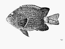 To FishBase images (<i>Stegastes leucorus beebei</i>, by FAO)
